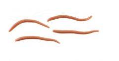 Berkley Gulp! Alive! Angle Worm 1in Natural GAJAW-NAT