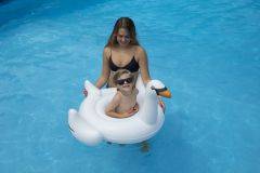 Swimline Inflatable Swan Baby Seat Float 1 Person 98400 